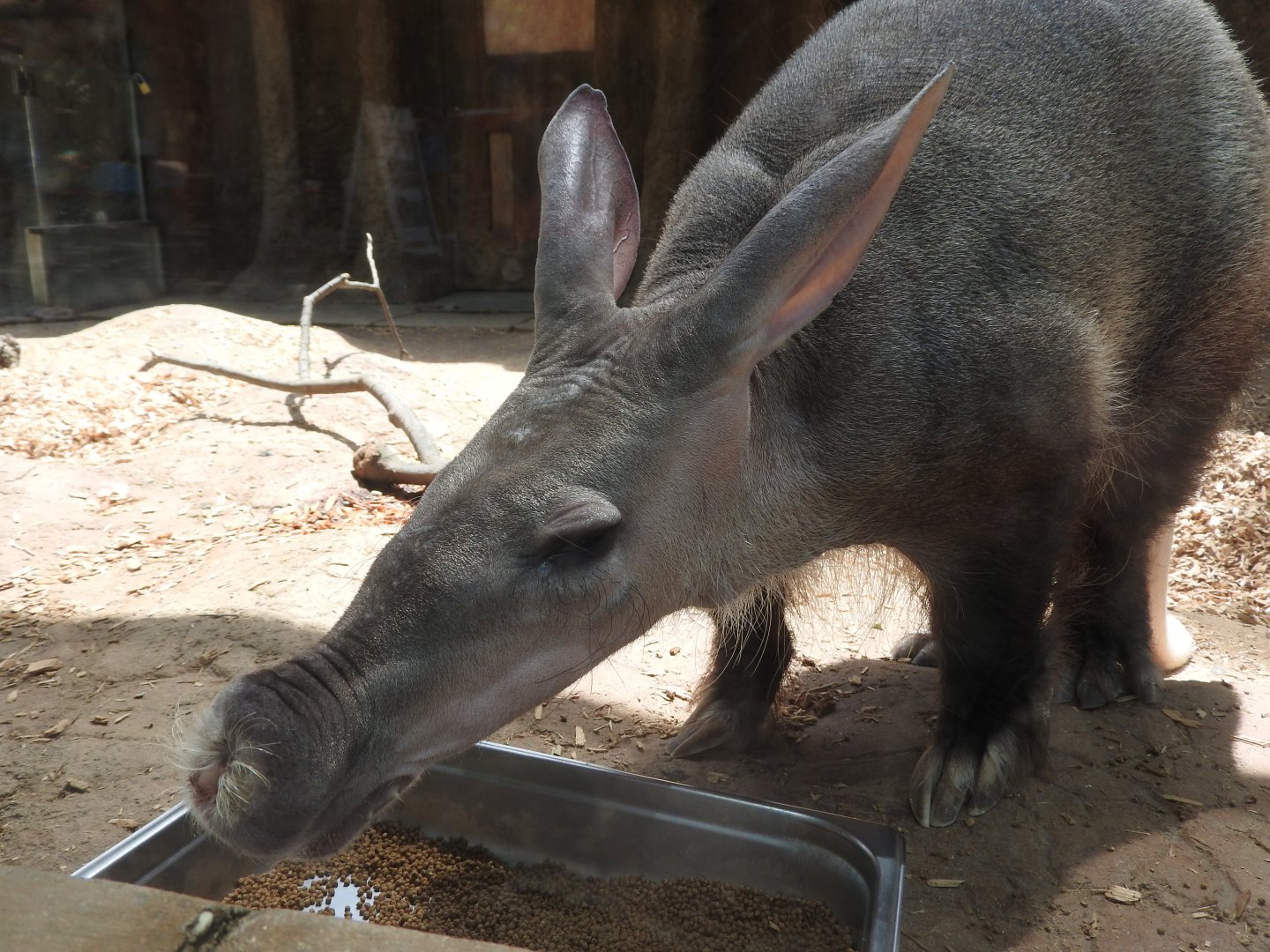 Upclose Aardvark