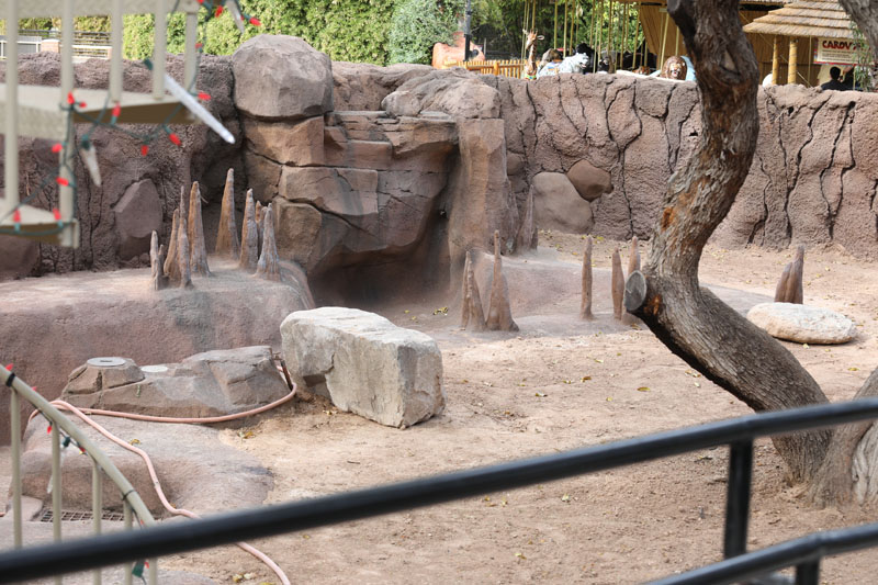 upcoming alligator exhibit