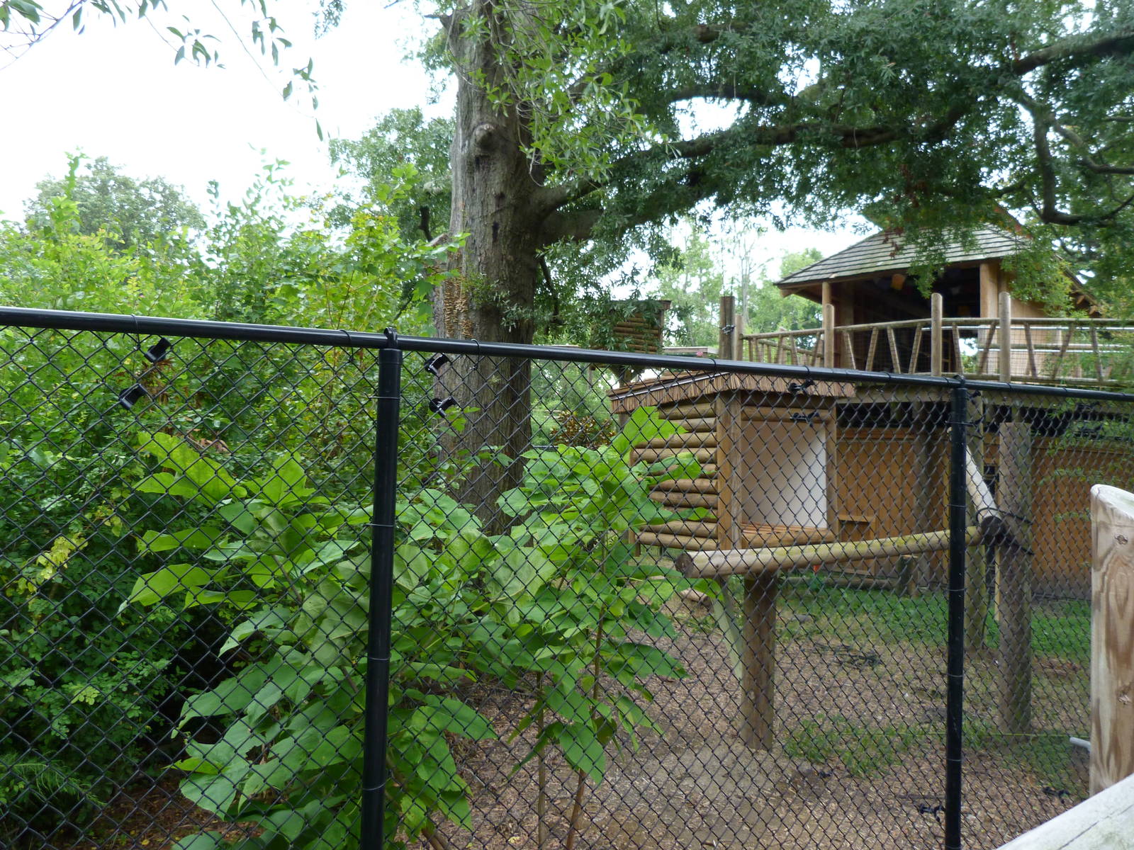 Upcoming Binturong Exhibit (8/29/13)