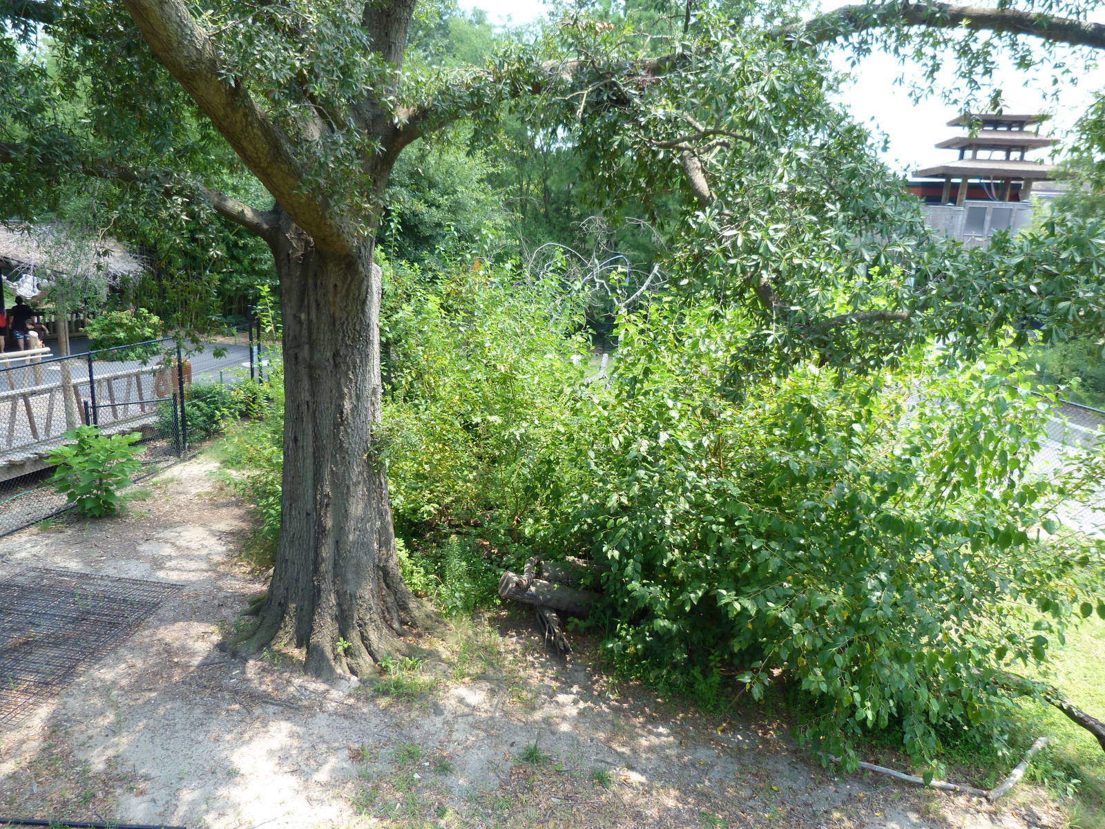 Upcoming Binturong Exhibit - Trail of the Tiger (7-17-12)