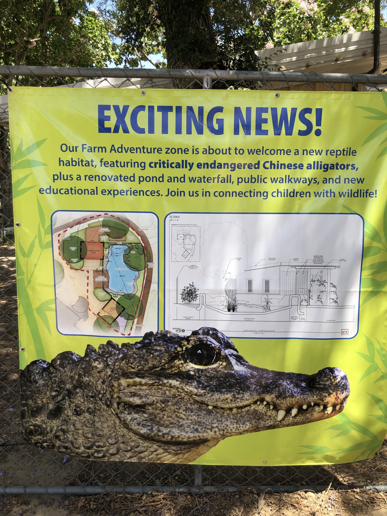Upcoming Chinese Alligator exhibit