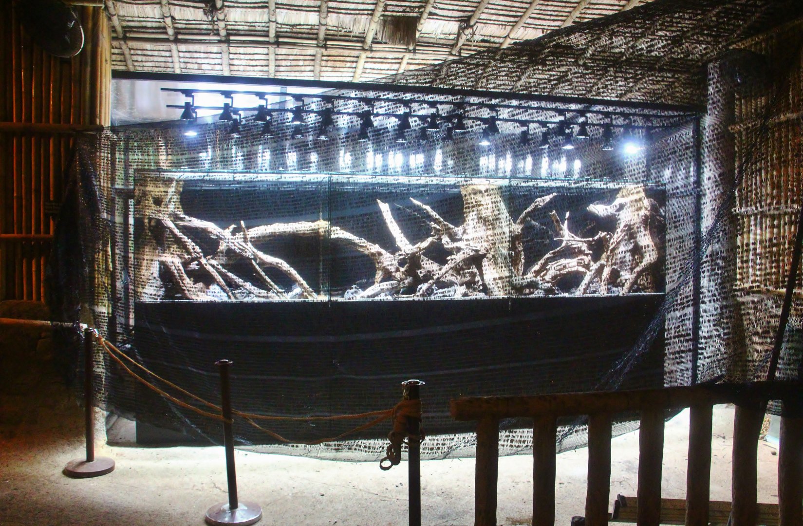 Upcoming Poison Frog Exhibit