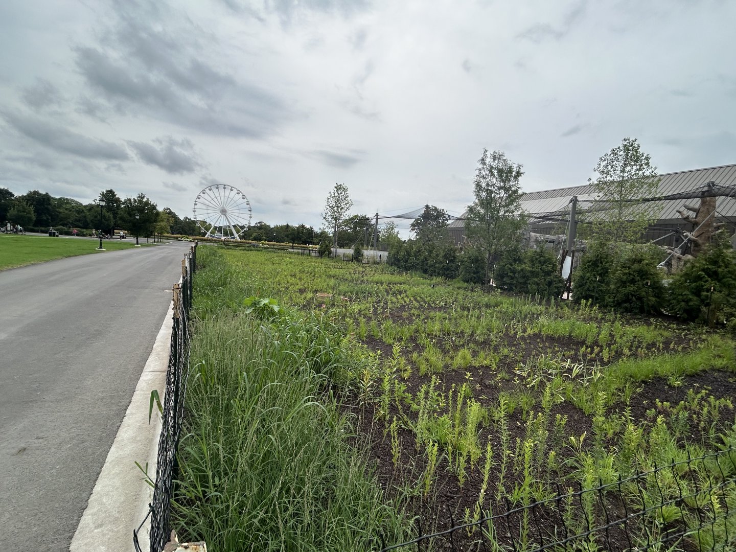 Update on the Pollinator & Rain Gardens growing behind Tropical Forests.