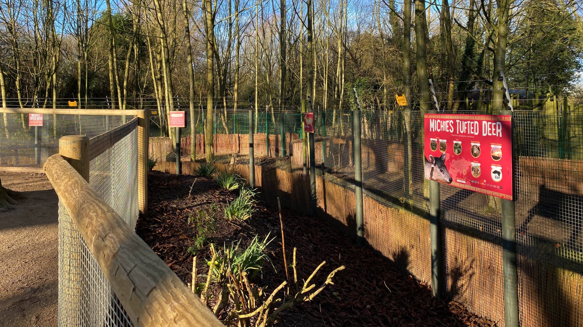 Updated enclosure, Michie's tufted deer, Twycross, UK