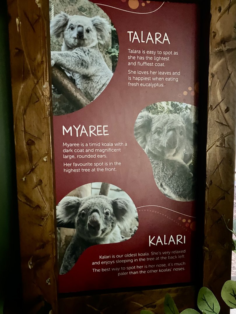 Updated female koala signage