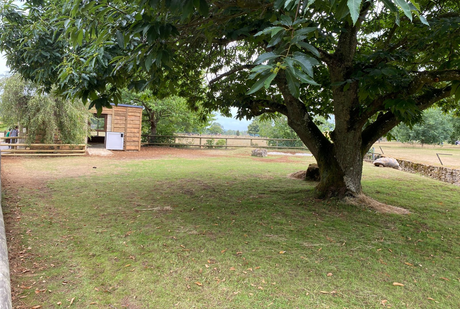 Updated Giant Tortoise House, CWP, UK