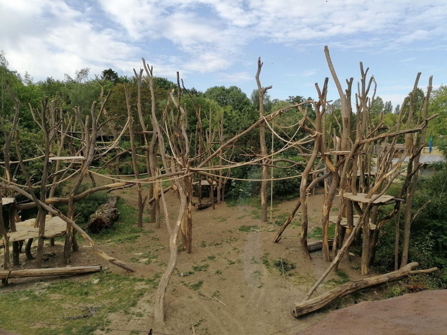 Updated Planckendael bonobo outdoors