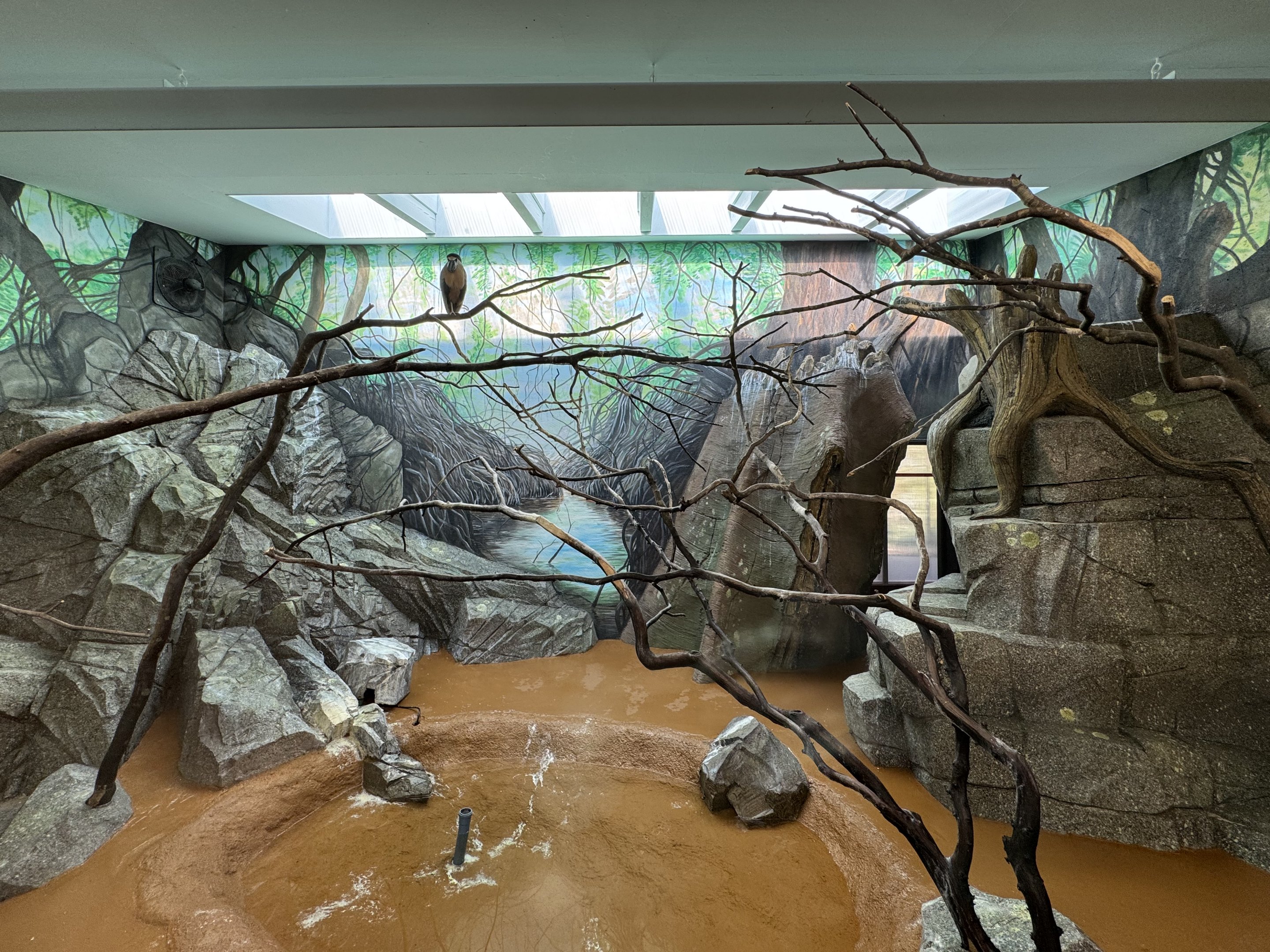 Upgraded ibis indoors