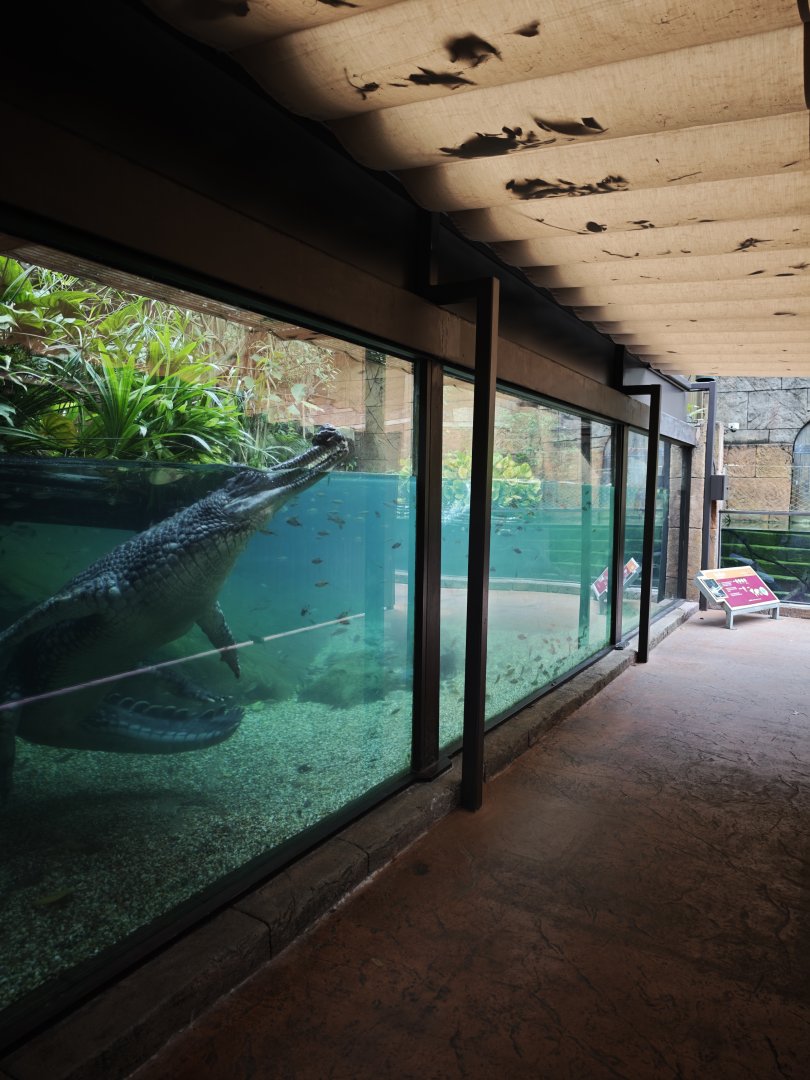 Upgraded Indian Gharial exhibit