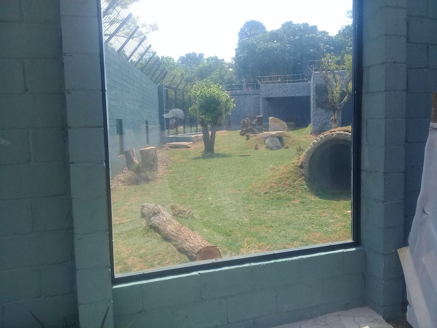 Upgraded lion exhibit