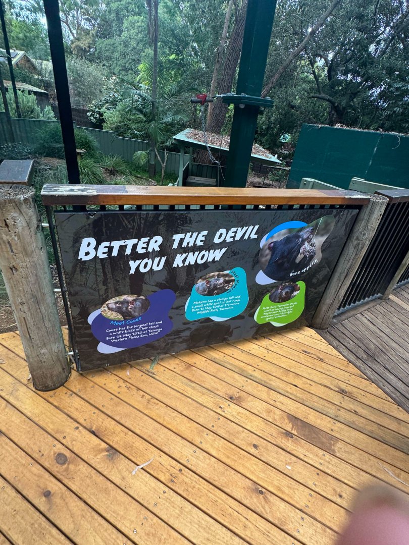 Upgraded Tasmanian Devil viewing bay