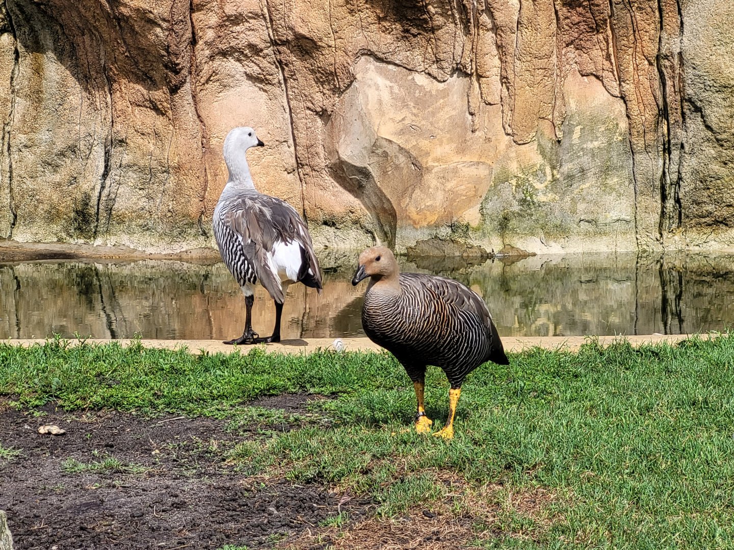 Upland geese -Zoo du bassin d'Arcachon (2024)