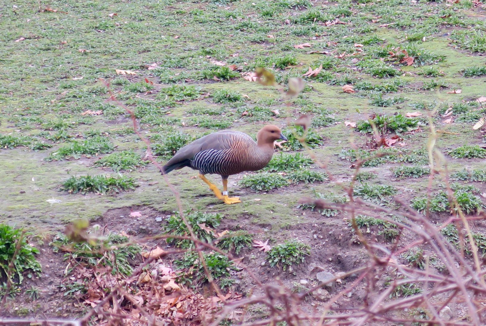 Upland Goose (Chloephaga picta)