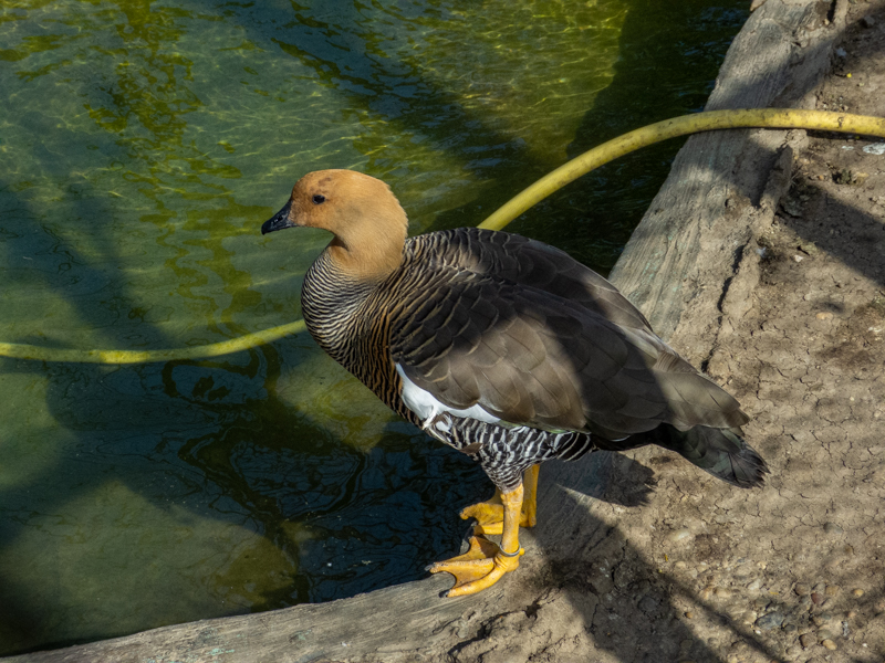 Upland goose / Chloephaga picta