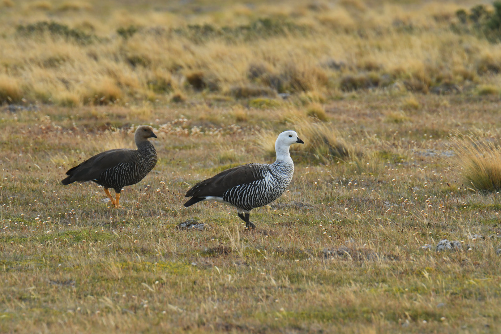 Upland Goose Chloephaga picta