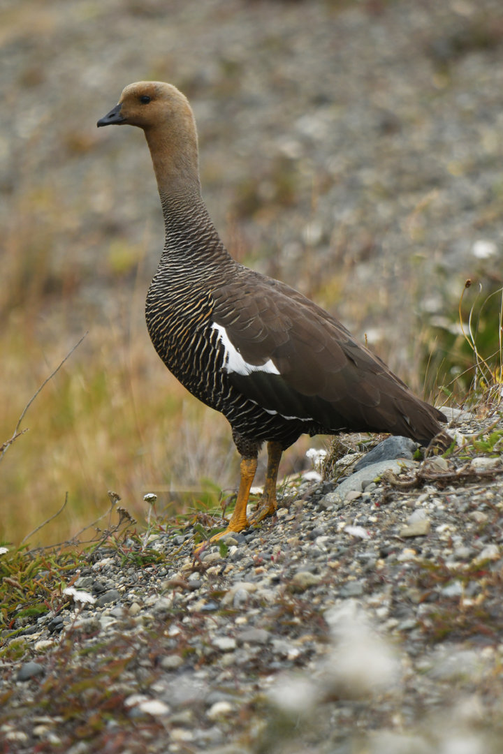 Upland Goose Chloephaga picta