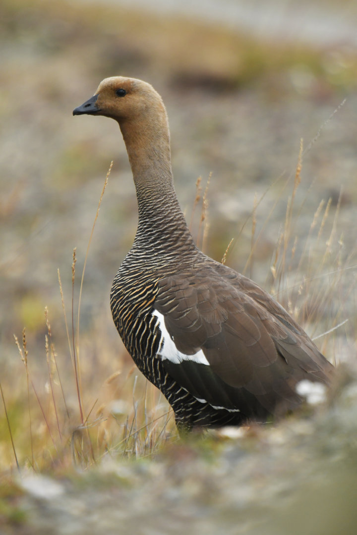 Upland Goose Chloephaga picta