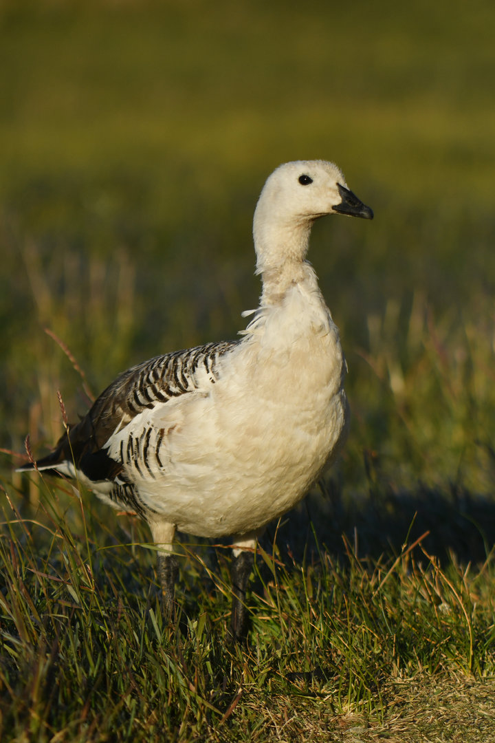 Upland Goose Chloephaga picta