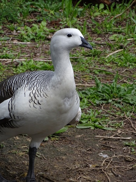 Upland goose (Chloephaga picta)