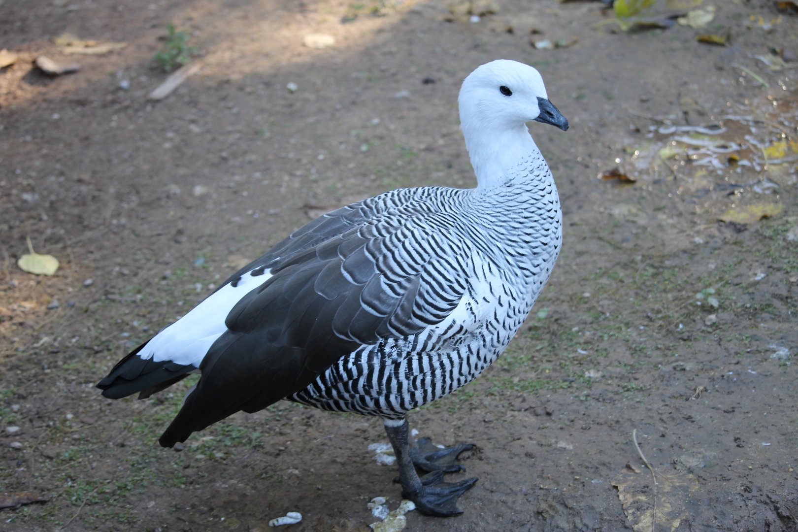 Upland Goose (Chloephaga picta)