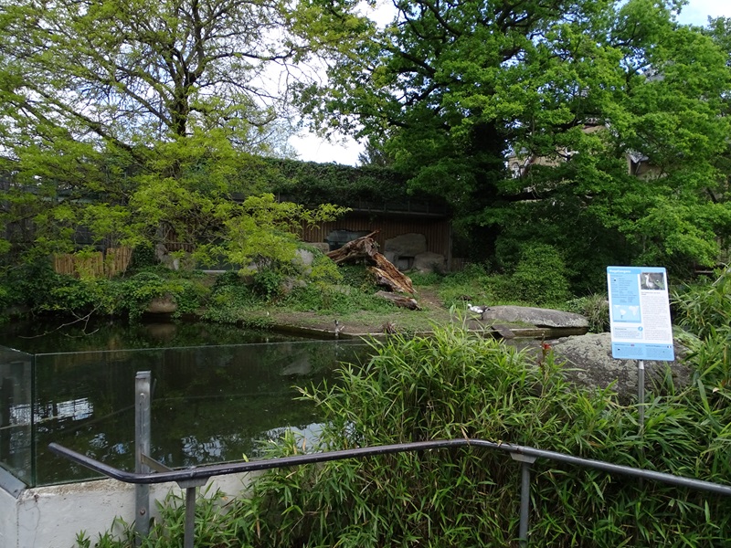Upland goose enclosure (formerly lions)