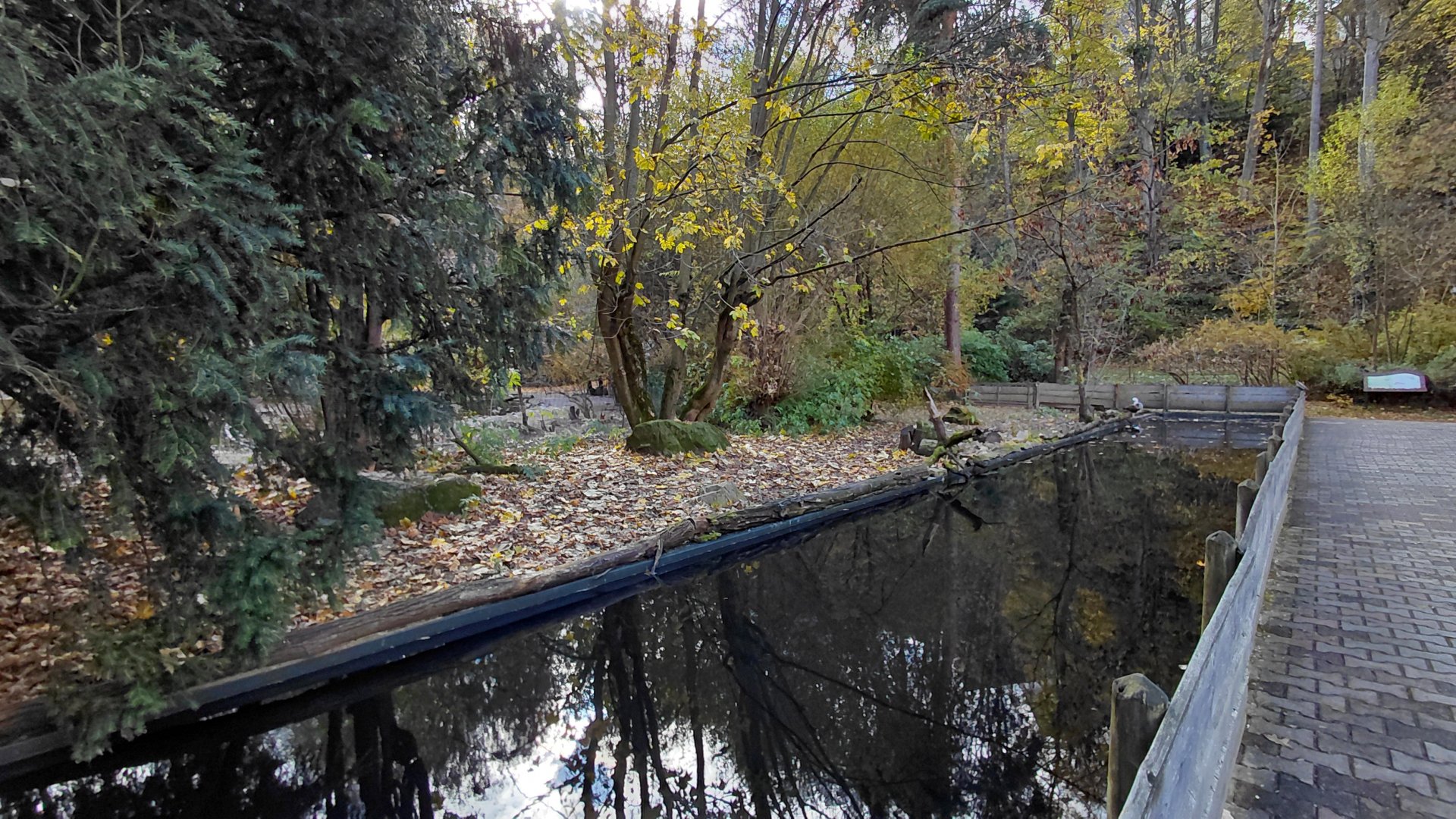 Upland goose exhibit