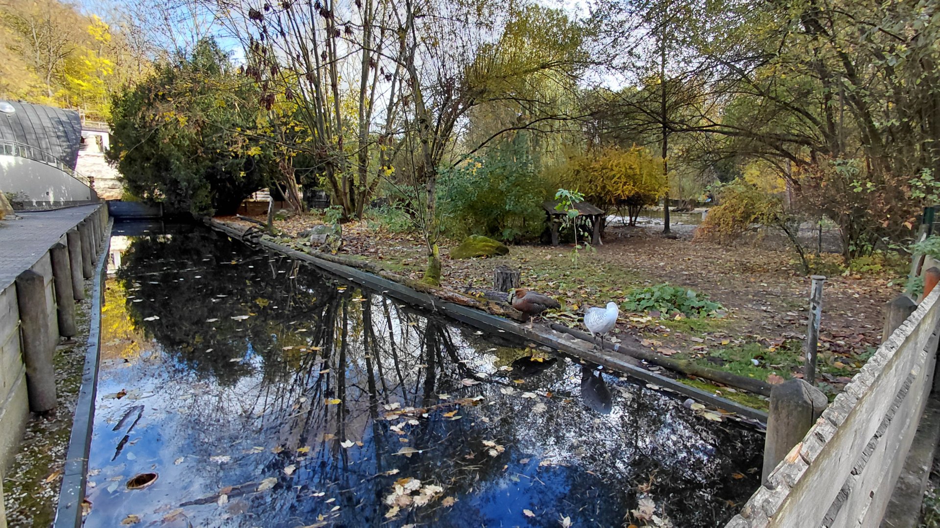 Upland goose exhibit