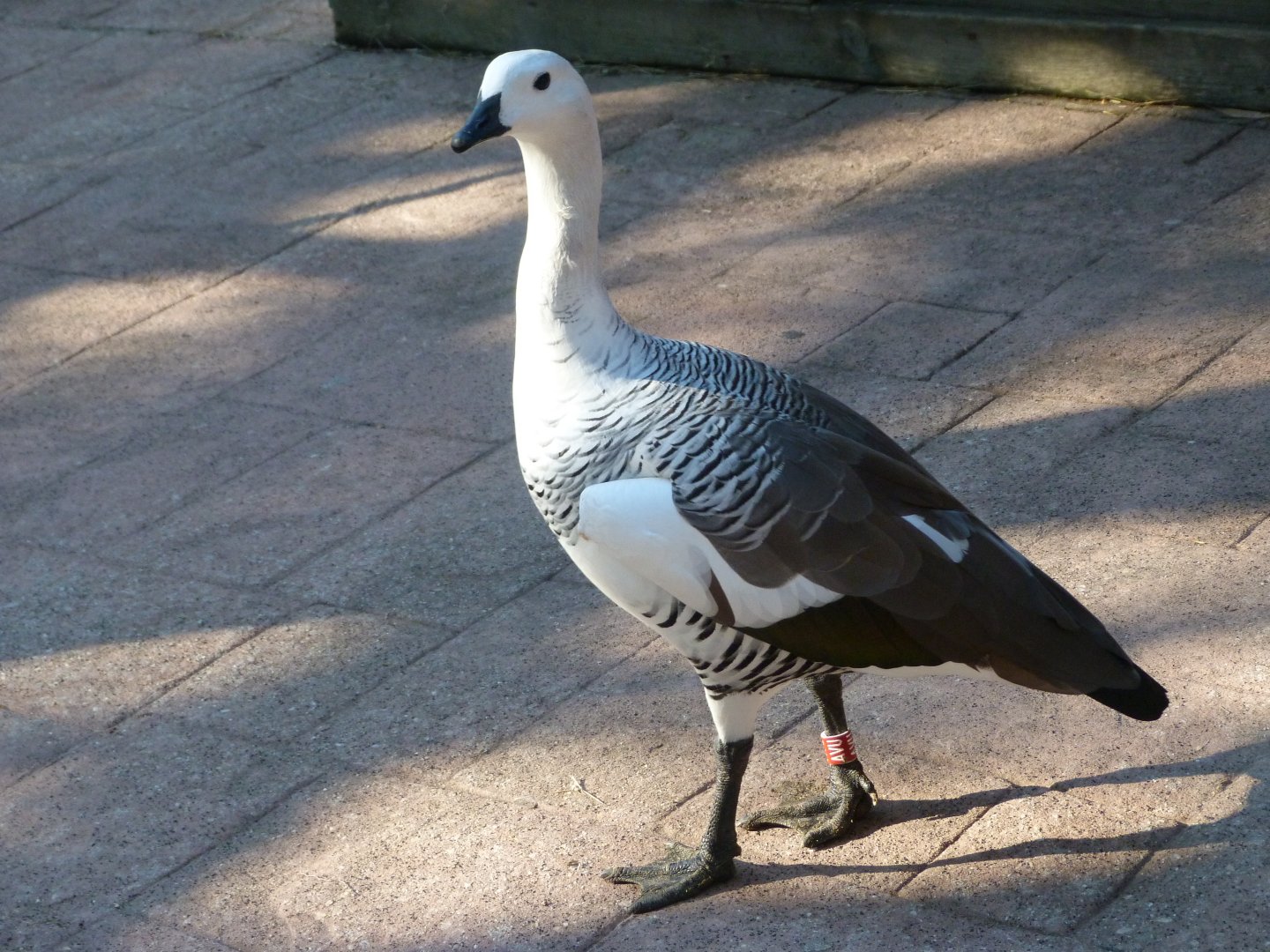 Upland goose -Faunia (2025)