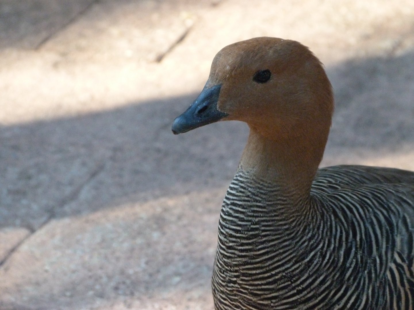 Upland goose -Faunia (2025)