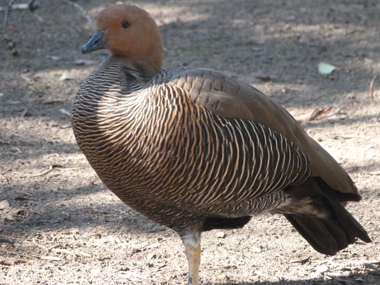 Upland goose -Faunia (2025)