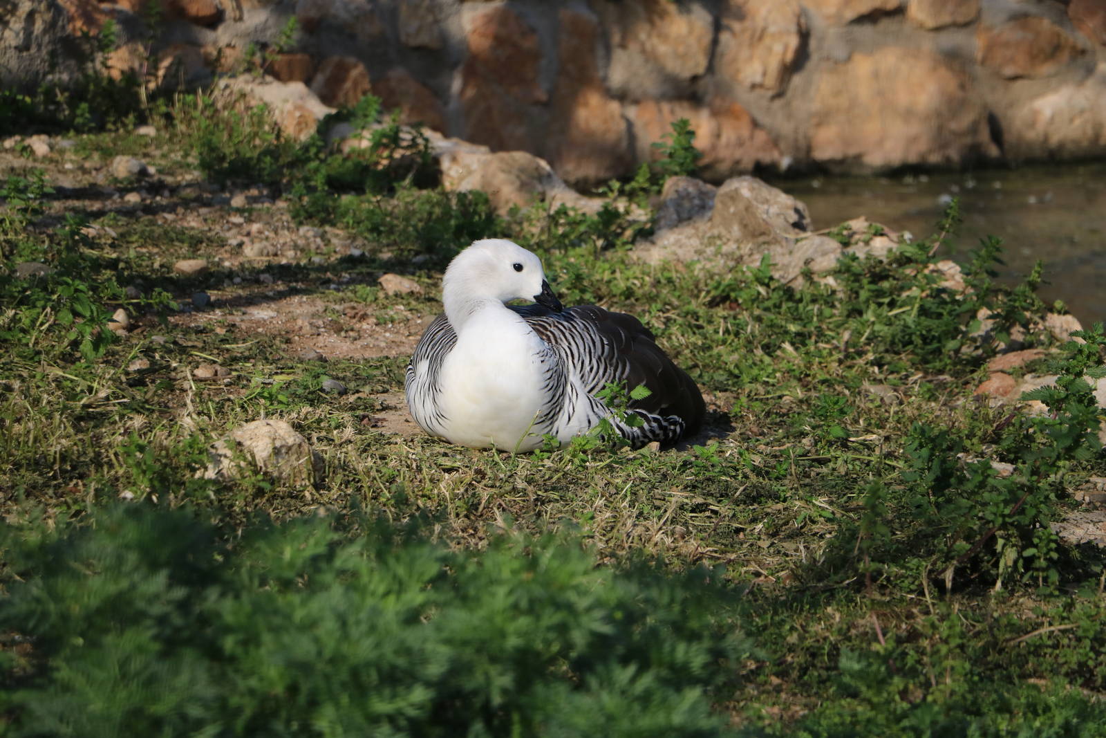 Upland goose, February 2016