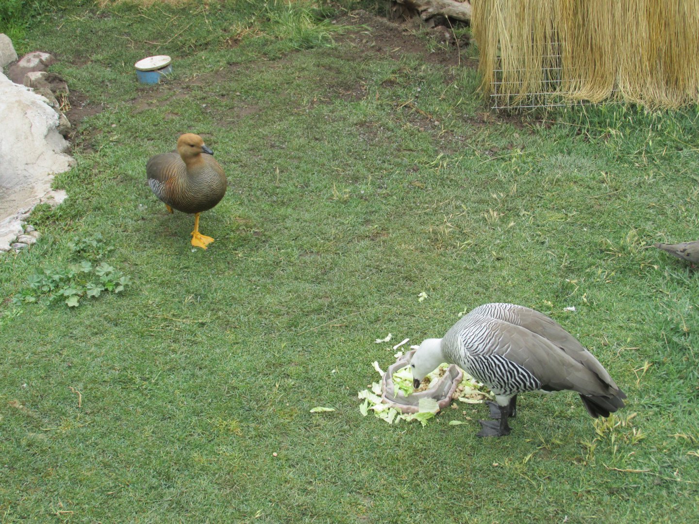 upland goose female and male