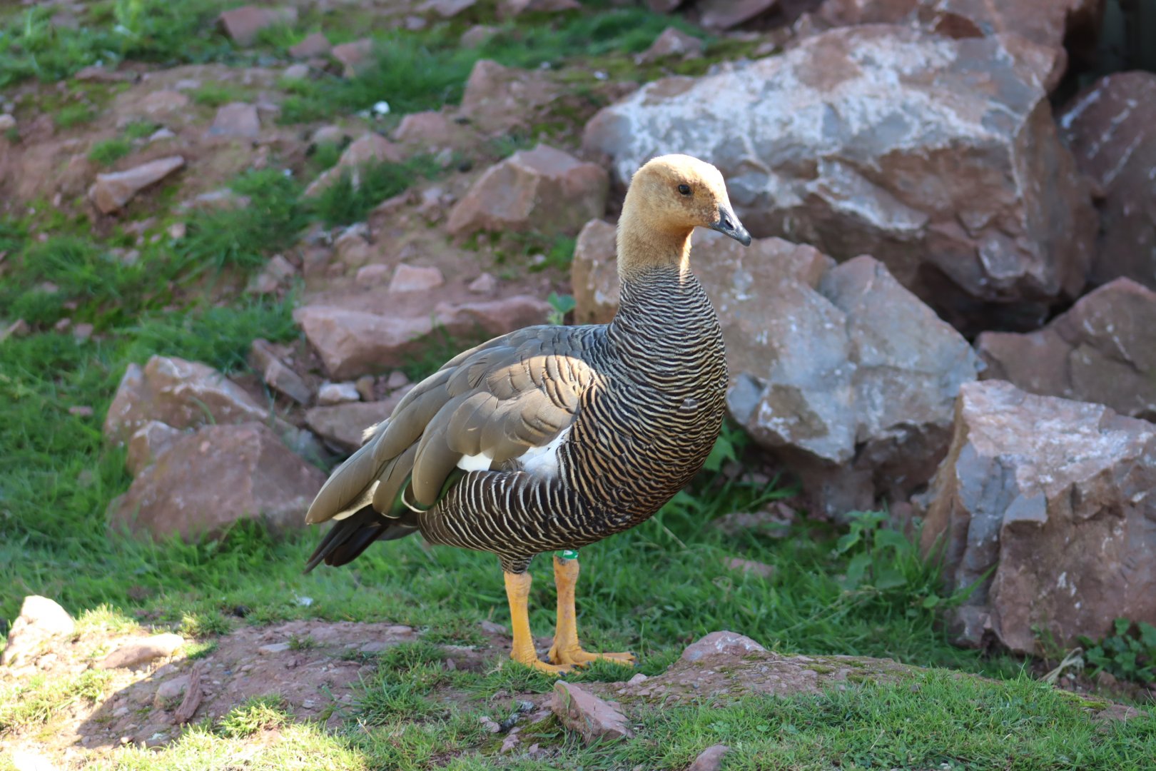 Upland Goose, female