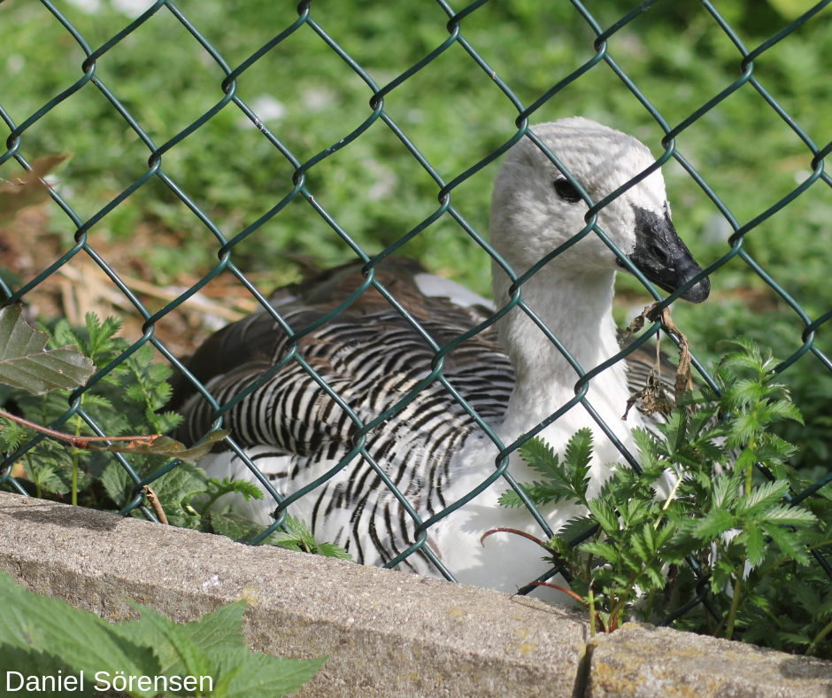 Upland goose, male.