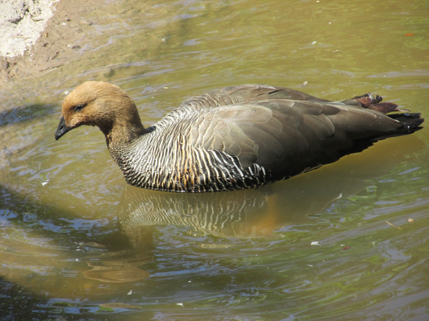 upland goose
