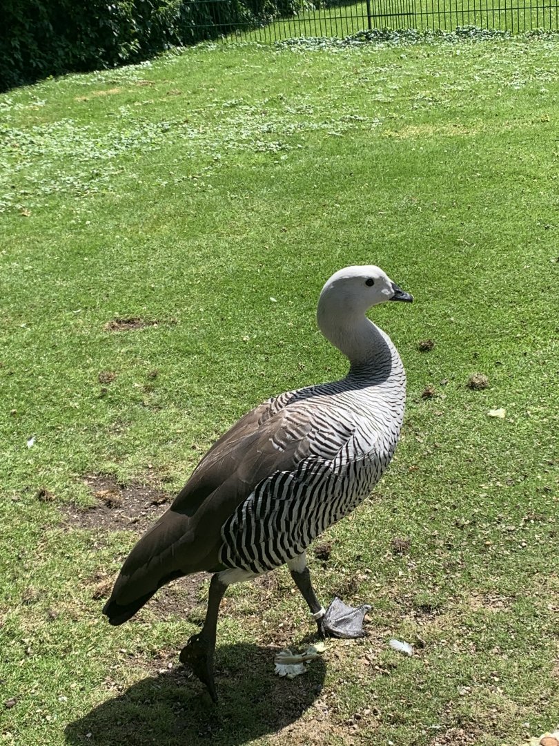 Upland goose