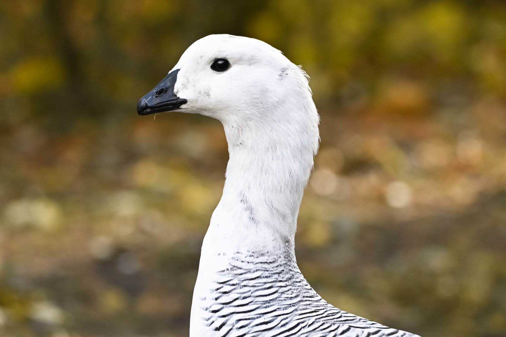 Upland goose