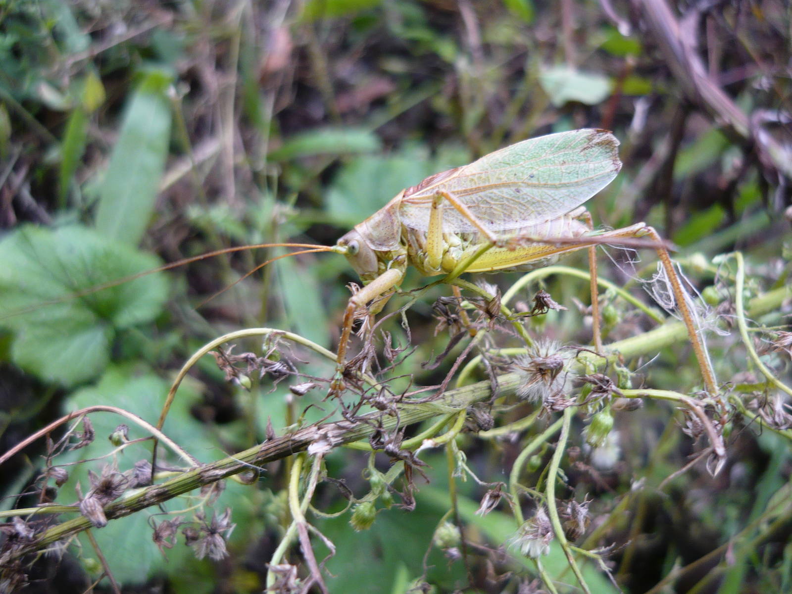 Upland green bush cricket (Tettigonia cantans), male