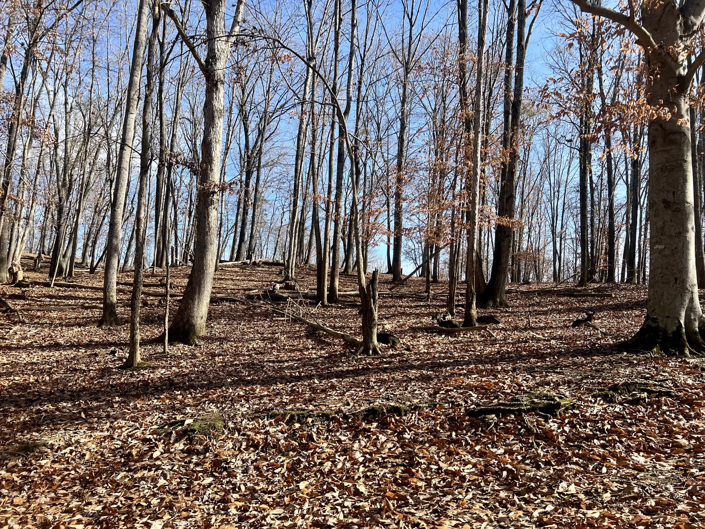 Upland Hardwood Forest
