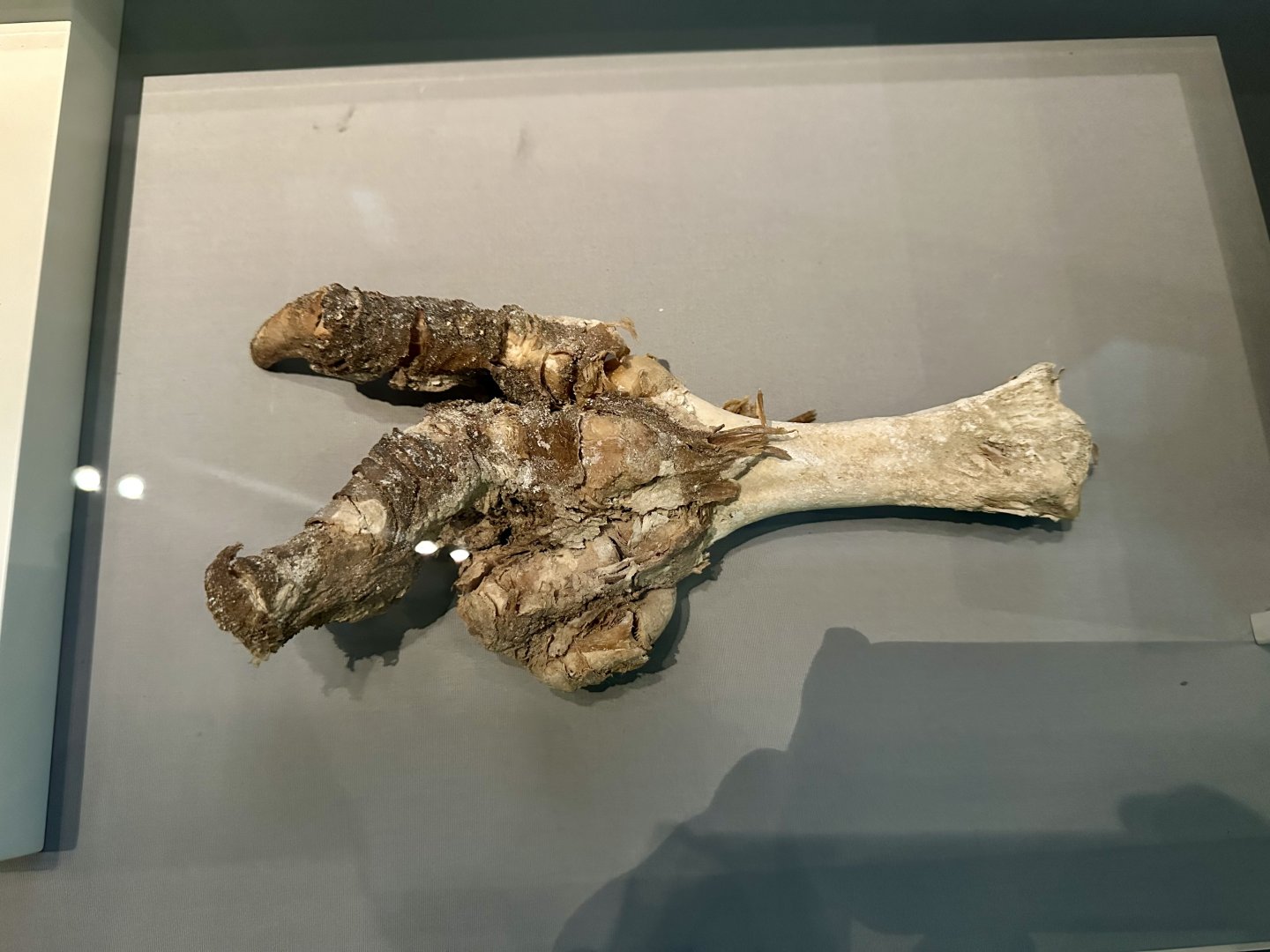 Upland Moa (Foot)