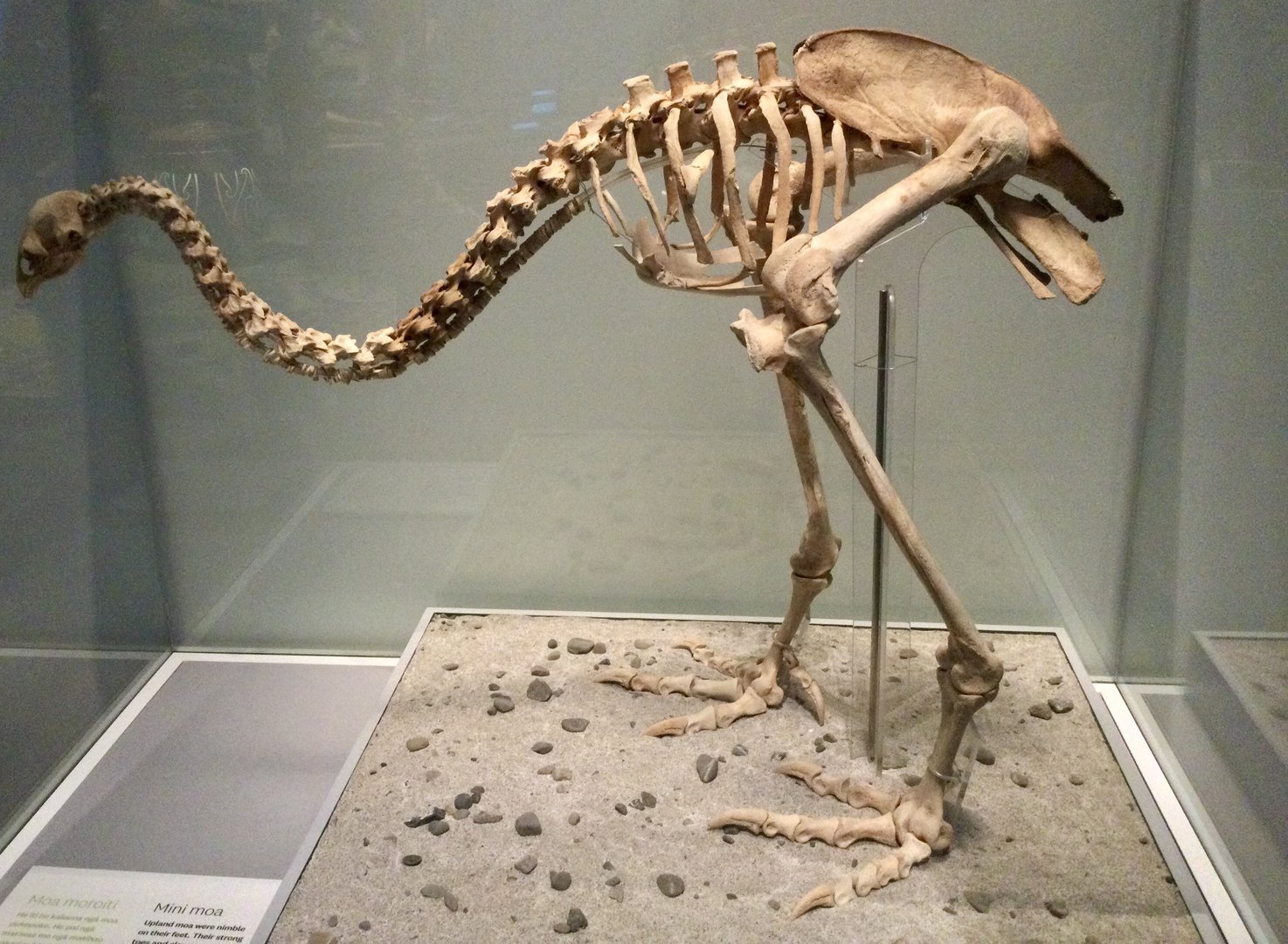 Upland moa (Megalapteryx didinus) skeleton, Te Papa Museum