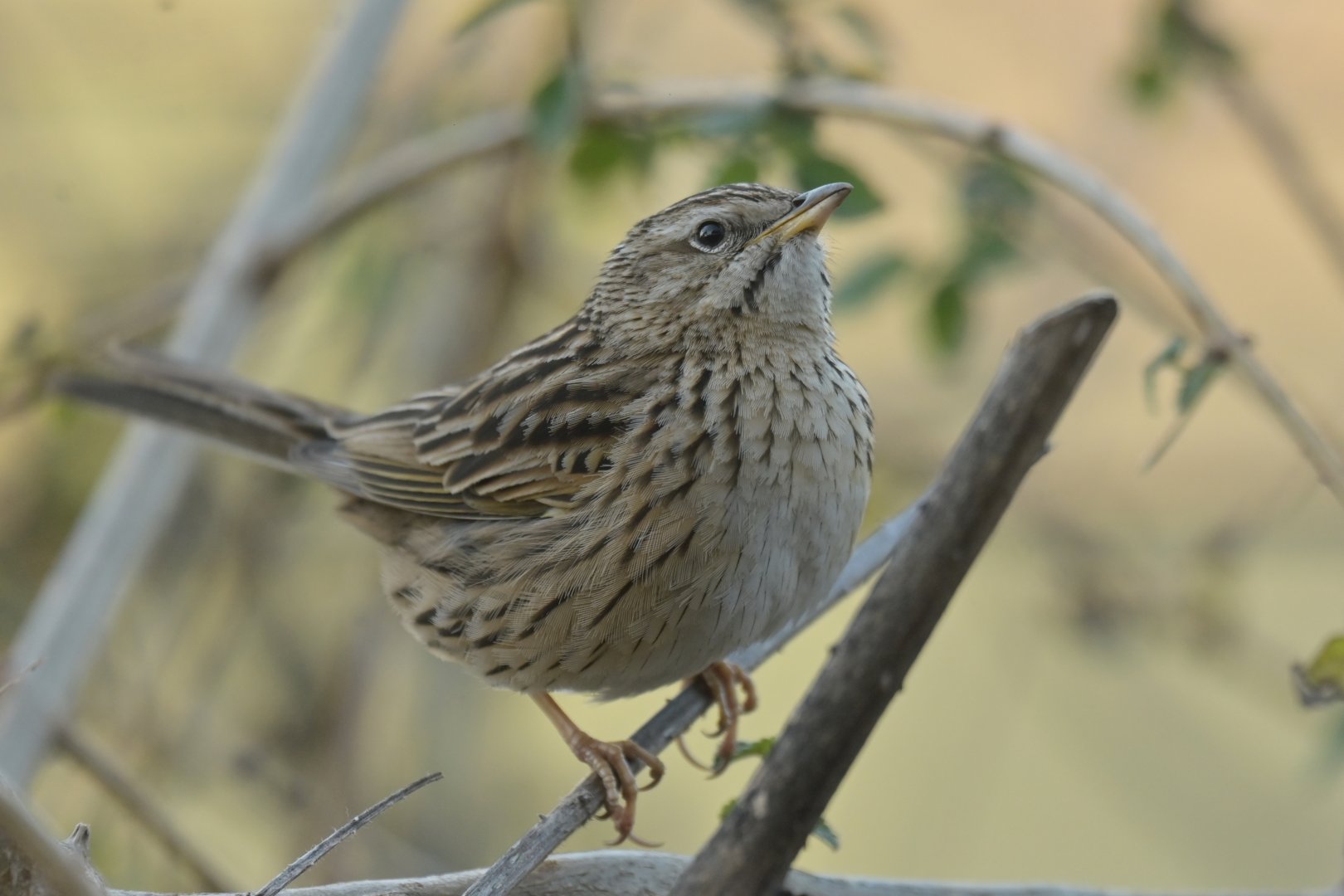 Upland Pipit Anthus sylvanus