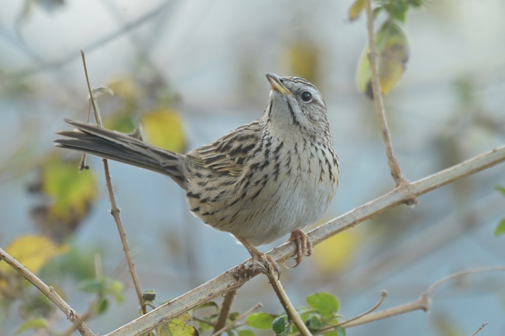 Upland Pipit Anthus sylvanus