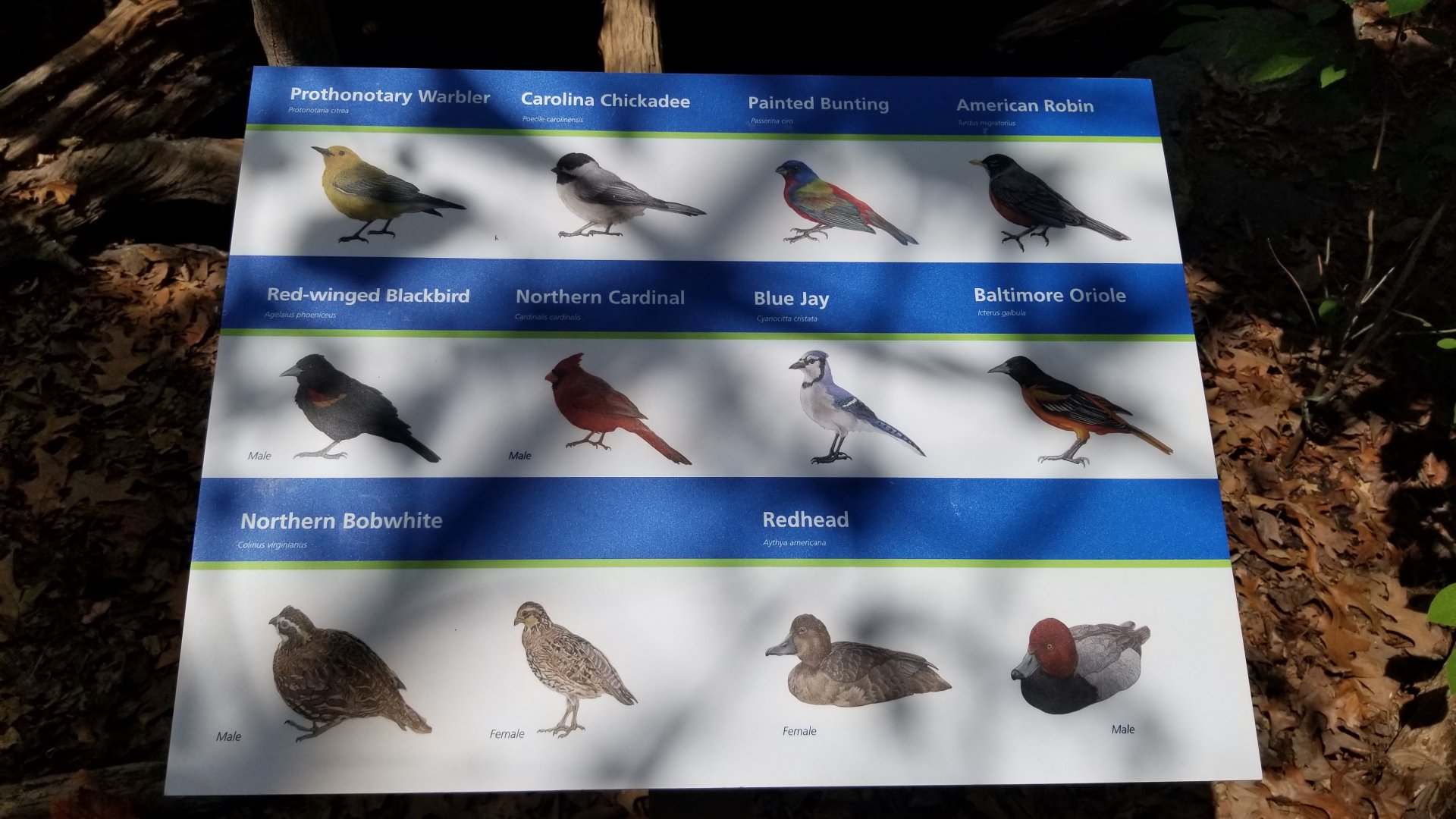 Upland River bird species