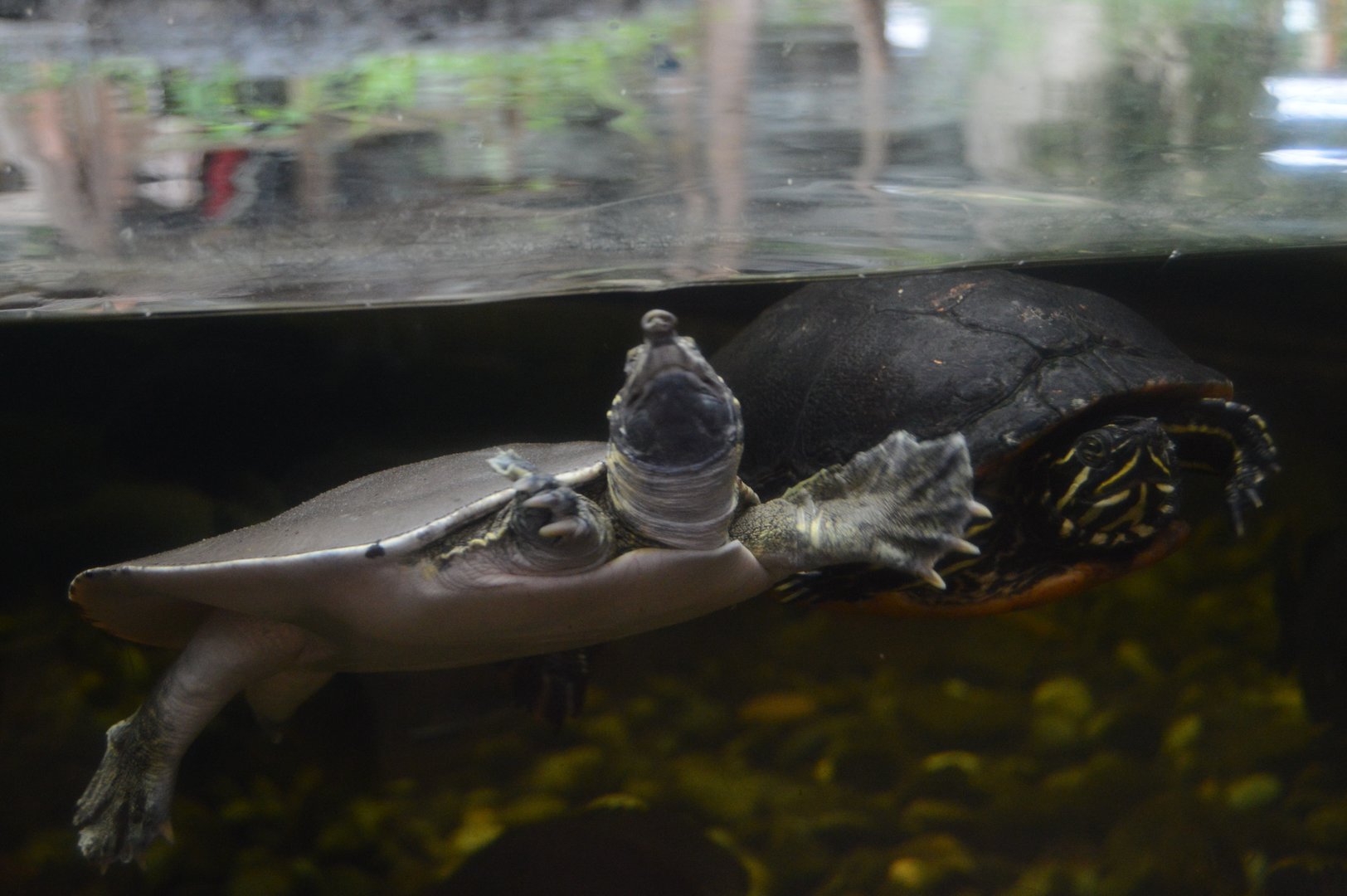 Upland River - Northern Red-bellied Cooter (Pseudemys rubriventris) and Spiny Softshell (Apalone spinifera)