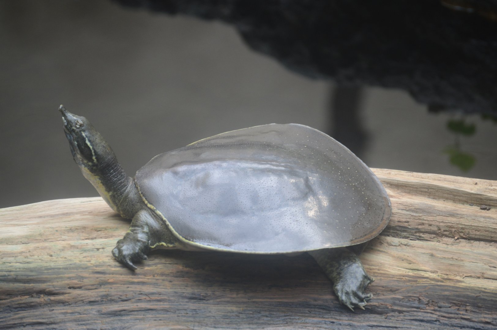 Upland River - Spiny Softshell (Apalone spinifera)