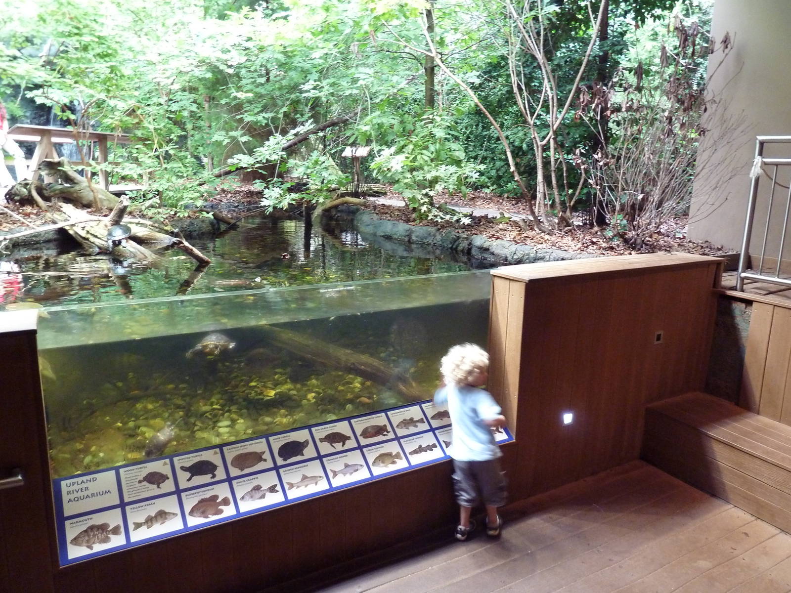 Upland River - Turtle Pool