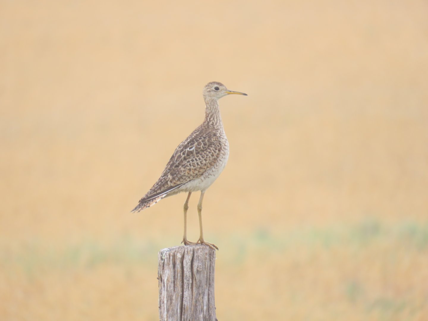 Upland Sandpiper (Bartramia longicauda)