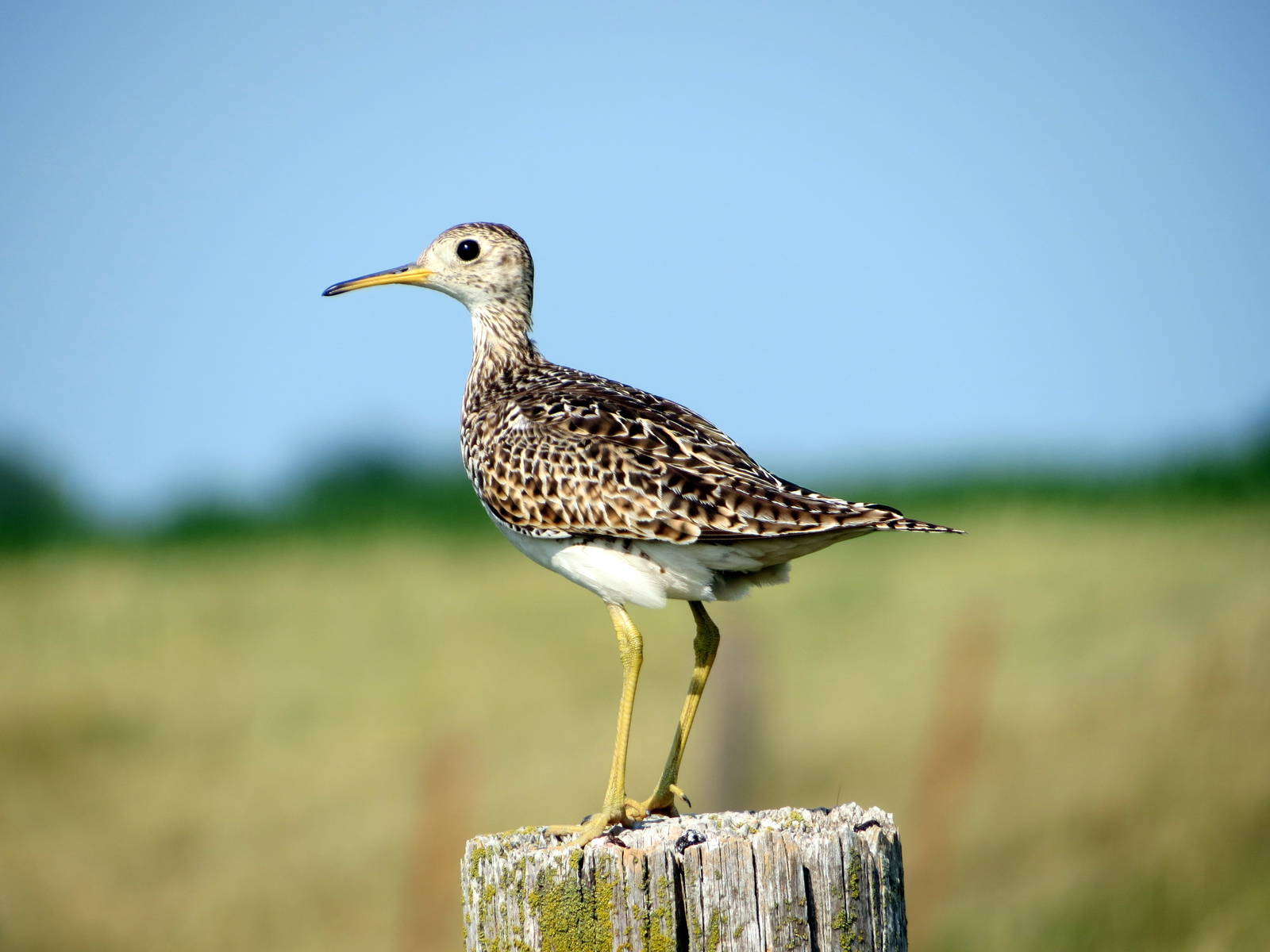 Upland Sandpiper