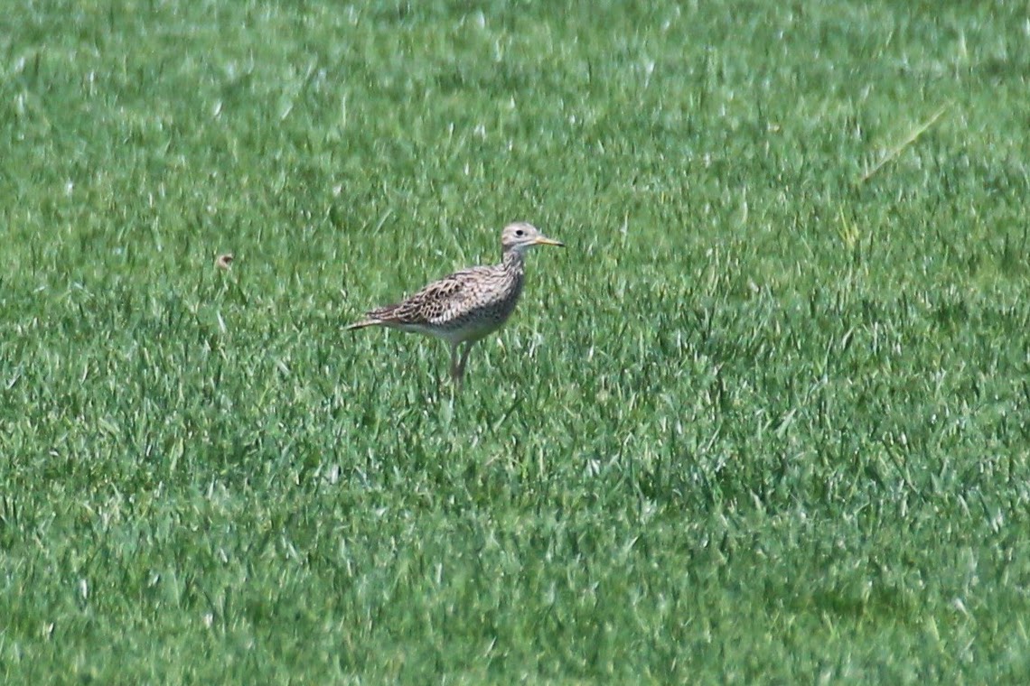 Upland Sandpiper
